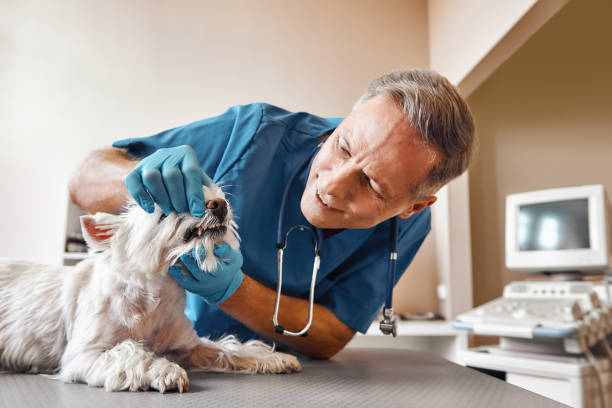 Best Emergency Dental Care for Broken or Chipped Teeth in Julian, CA